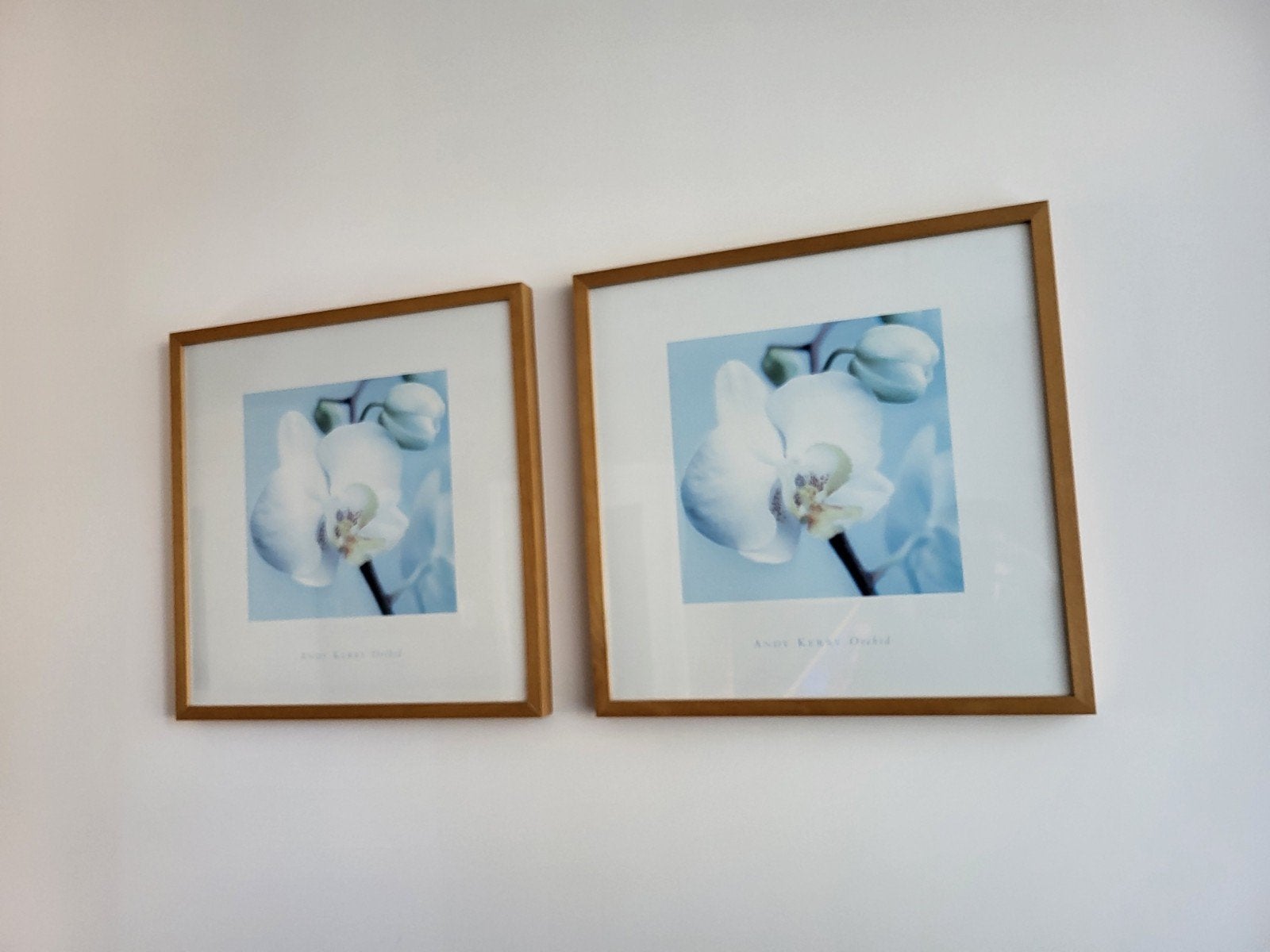 Set van 2 ingelijste orchidee prints, Ophalen, 50 – 75, Oorspronkelijke maker, 50 tot 75 cm