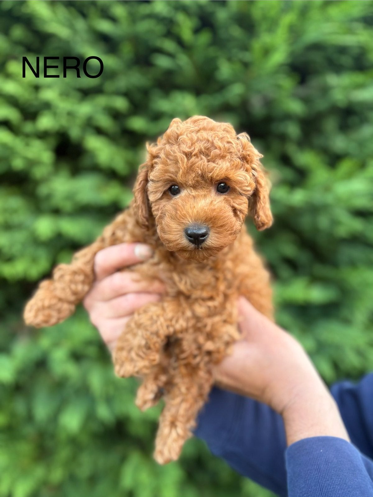Prachtige Toy/Dwerg Poedel pups, Poedel, Parvo, 8 tot 15 weken, Meerdere
