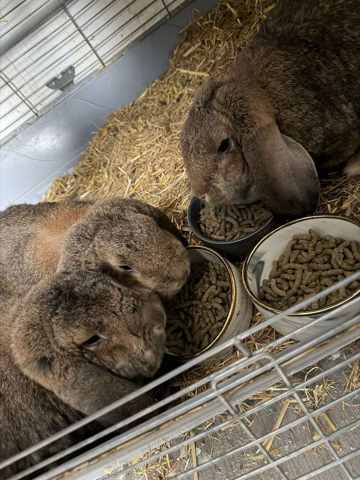 3 duitse hangoren, Vrouwelijk, Groot, Hangoor, 0 tot 2 jaar