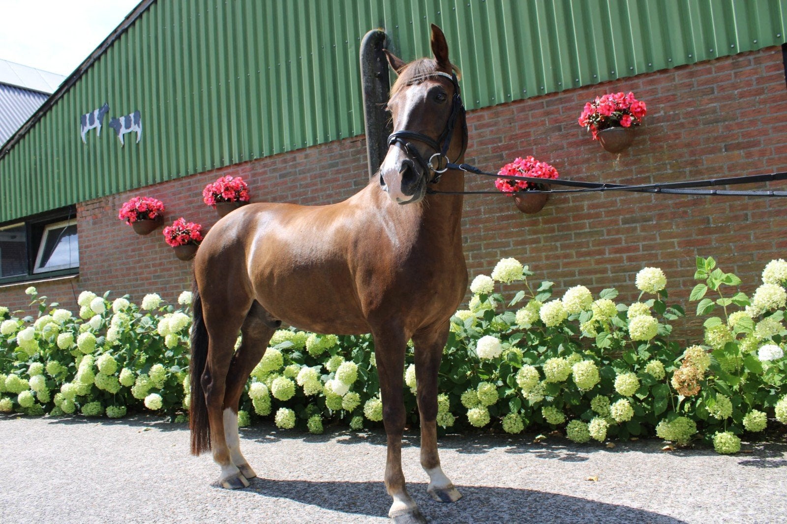 9 jarige D Pony te Koop, Dieren en Toebehoren, Pony's, Ruin, 7 tot 10 jaar, D pony (1.37m tot 1.48m), Met stamboom