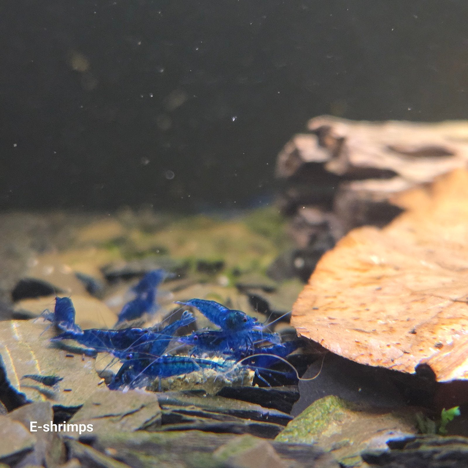 ☑️️Medium grade| Blue Dream Neocaridina-garnalen, Dieren en Toebehoren, Kreeft, Krab of Garnaal, Zoetwatervis, Schoolvis