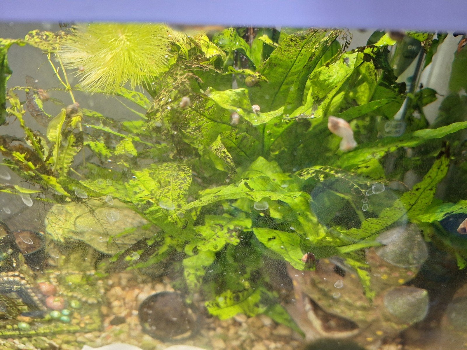 gratis op te halen Slakken voor in het aquarium, Slak of Weekdier, Zoetwatervis