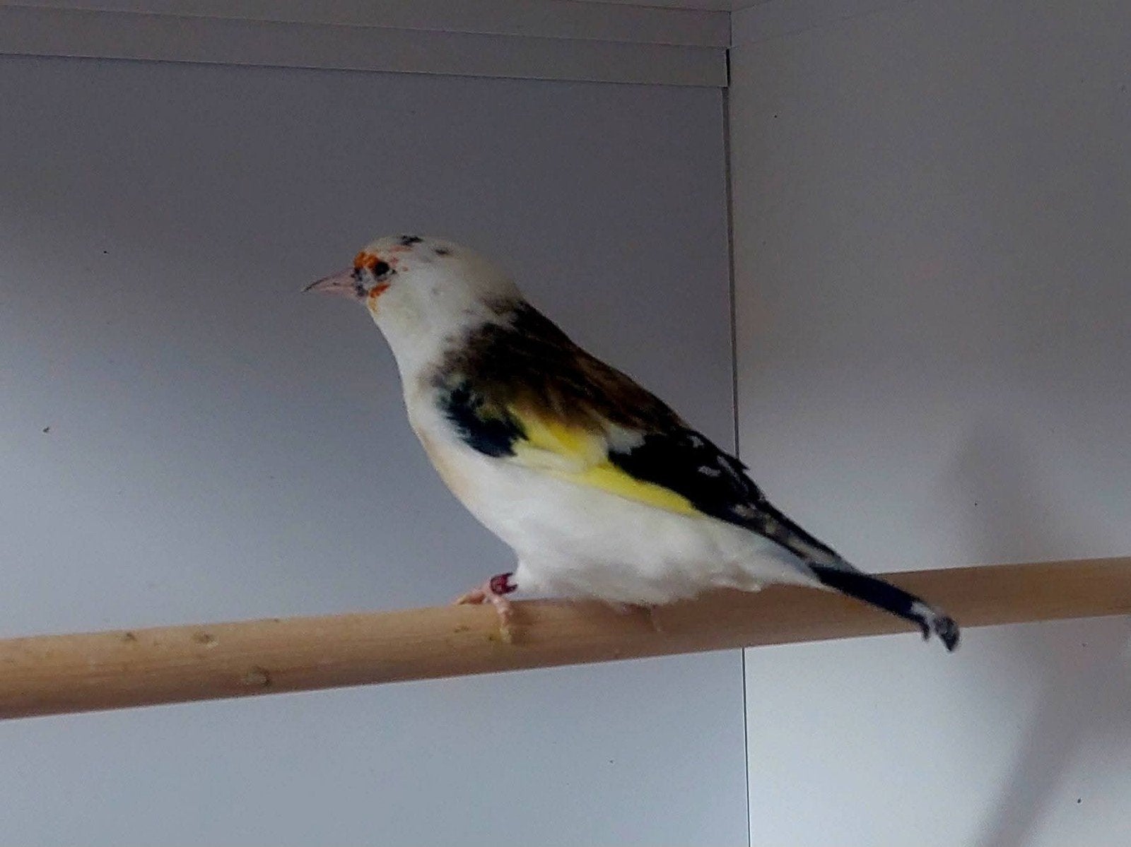Major putters, Dieren en Toebehoren, Vogels | Overige Vogels, Meerdere dieren, Wildzangvogel