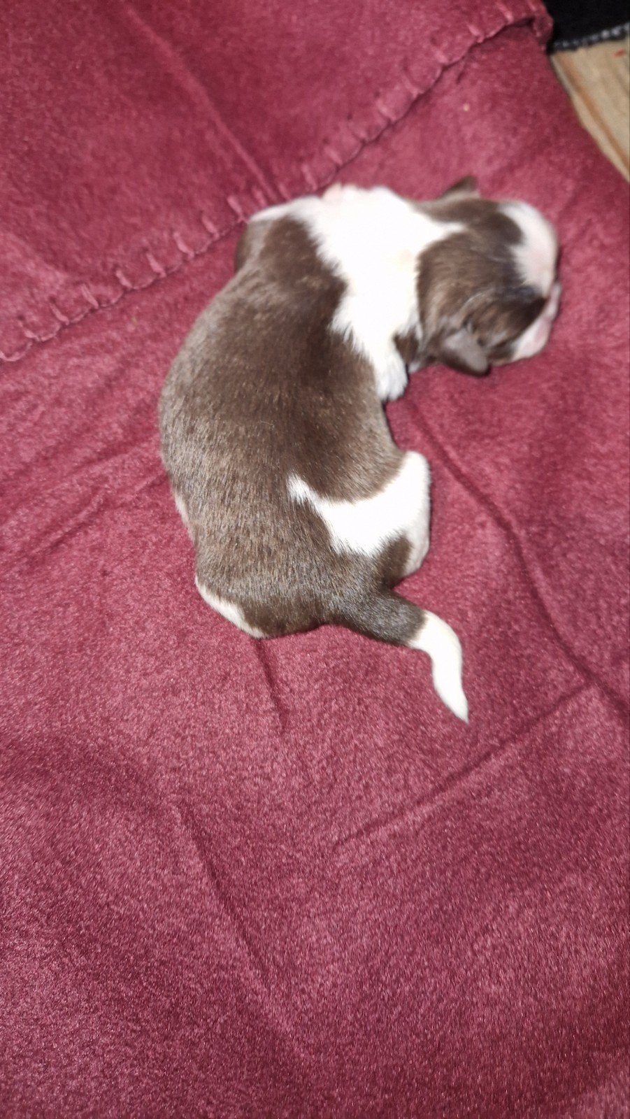 raszuivere shih tzu pups nog1bruinwitreutje beschikbaar🐶🩵, Overige rassen, 8 tot 15 weken, Meerdere, Meerdere dieren