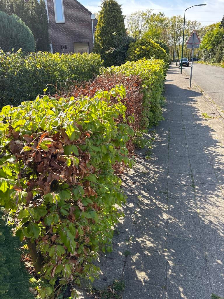 Beukenhaag - 10m (1m hoog) en 10m (1.5m hoog), Tuin en Terras, Planten | Struiken en Hagen, Haag, Beukenhaag, 100 tot 250 cm, Ophalen