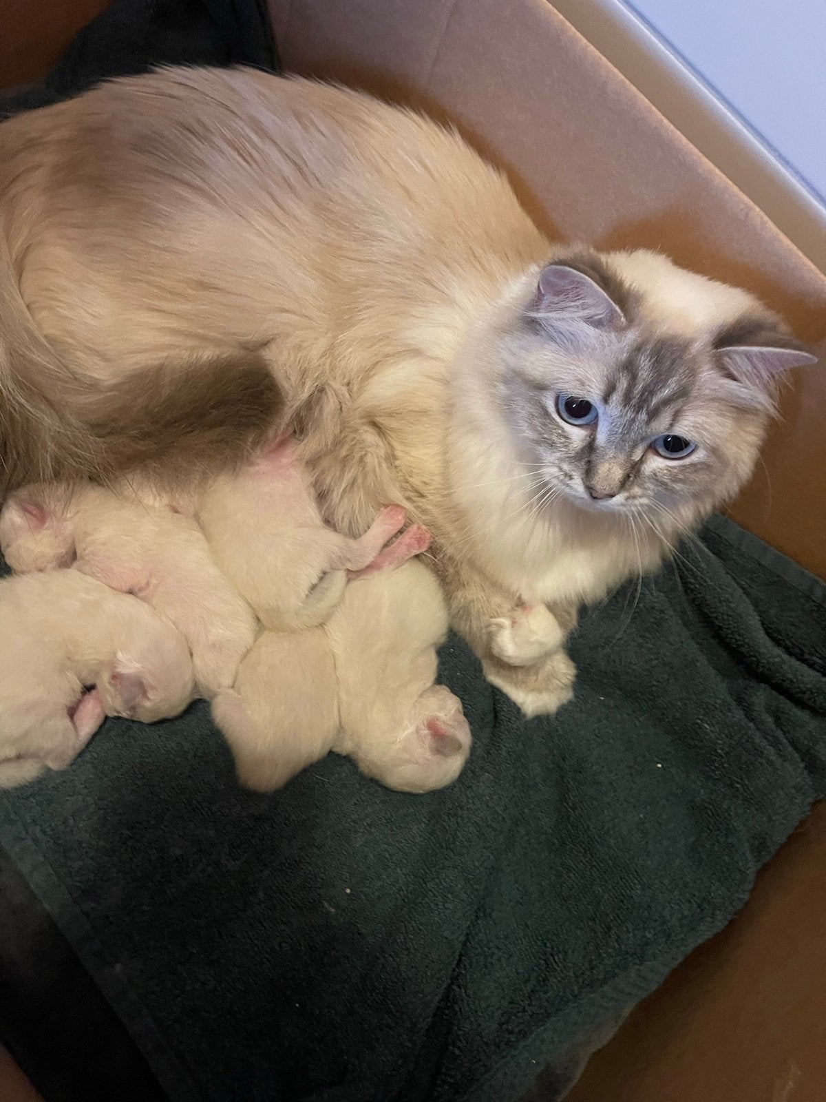 Ragdol kittens, Dieren en Toebehoren, Katten en Kittens | Overige Katten
