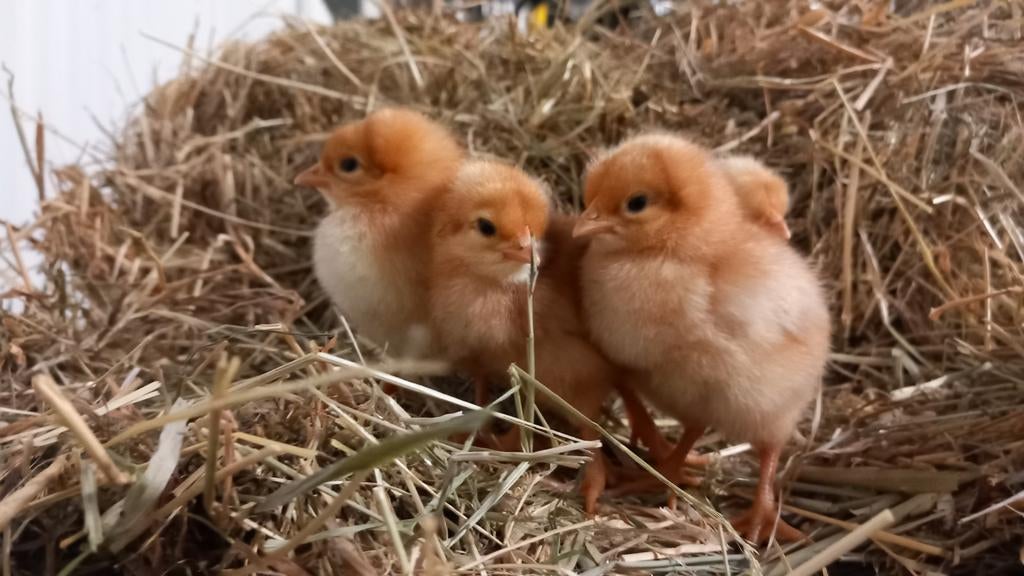 Verschillende soorten kuikens te koop, Dieren en Toebehoren, Pluimvee, Meerdere dieren, Kip