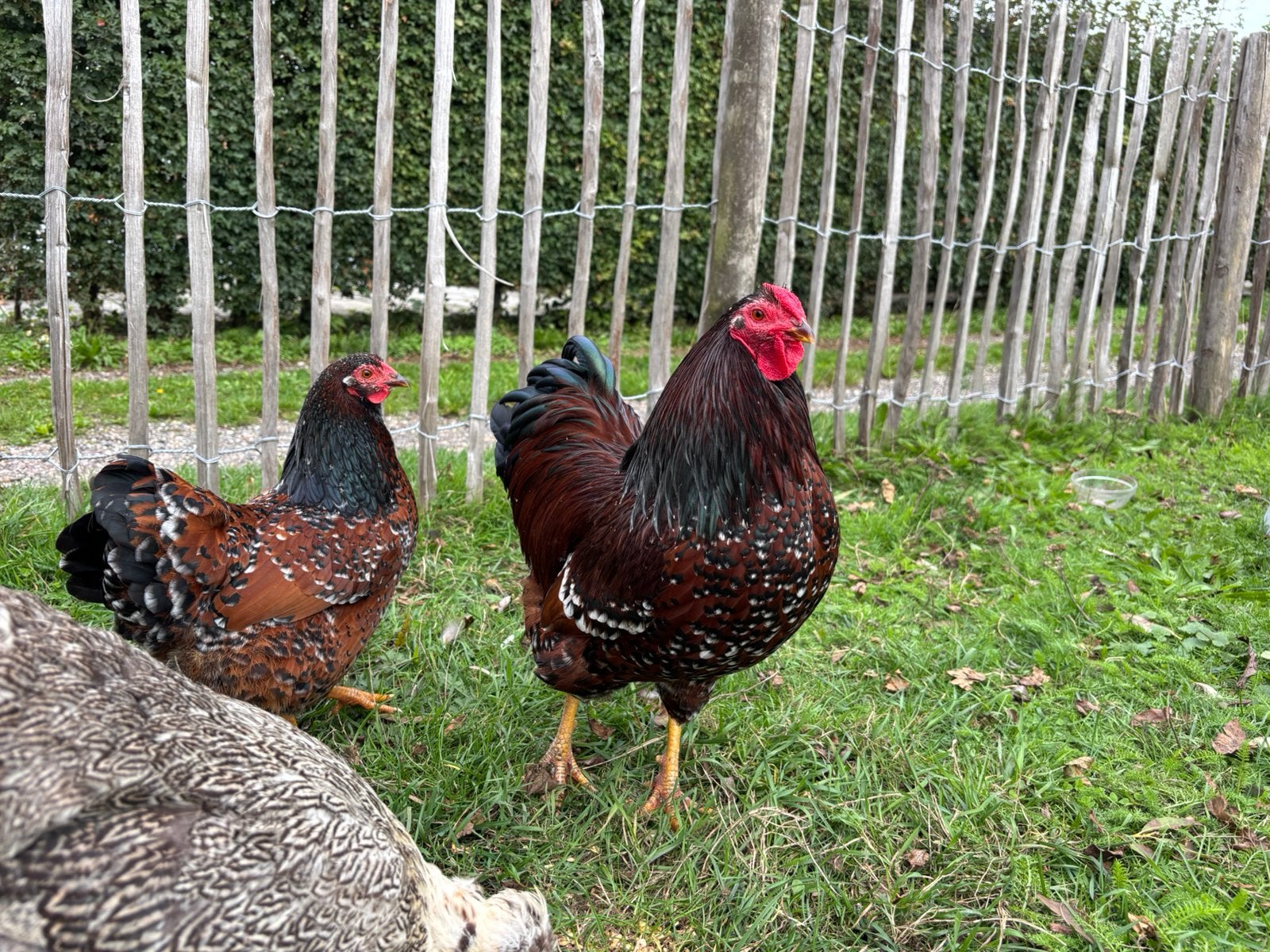 Wyandotte koppel Speckled Sussex (van april), Dieren en Toebehoren, Mannelijk, Kip