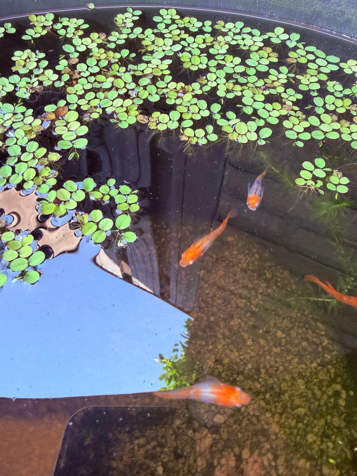 Japanse medaka rijstvisjes, Karper of Koi