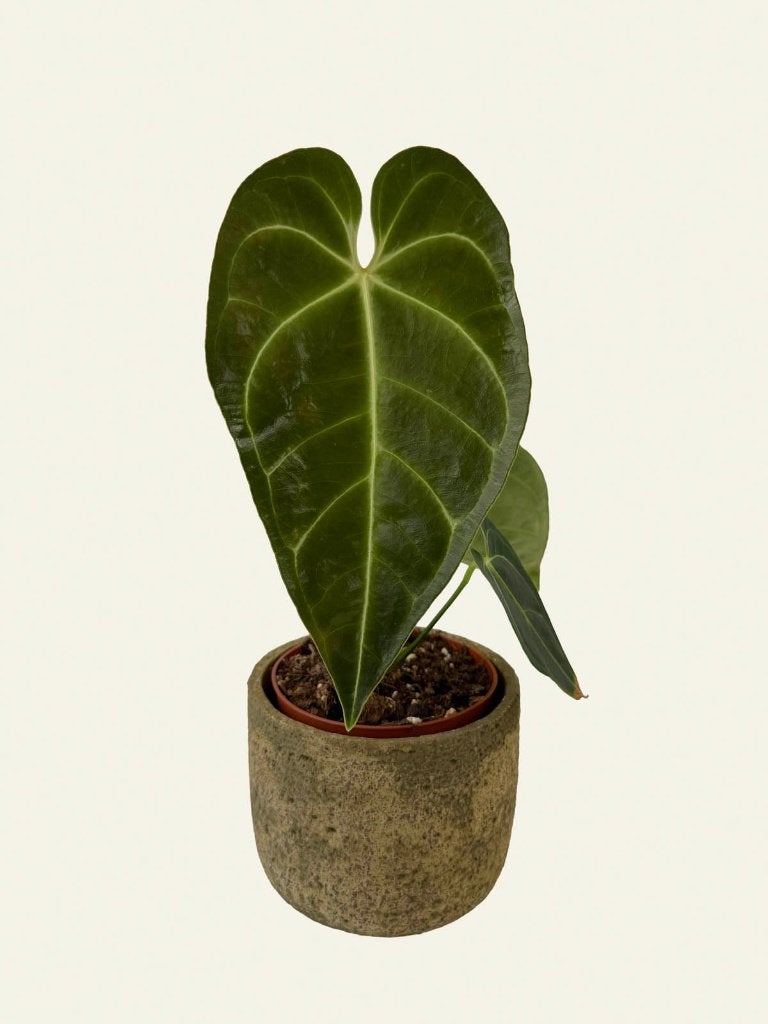Anthurium Regale, Huis en Inrichting, Ophalen of Verzenden, Halfschaduw, Minder dan 100 cm
