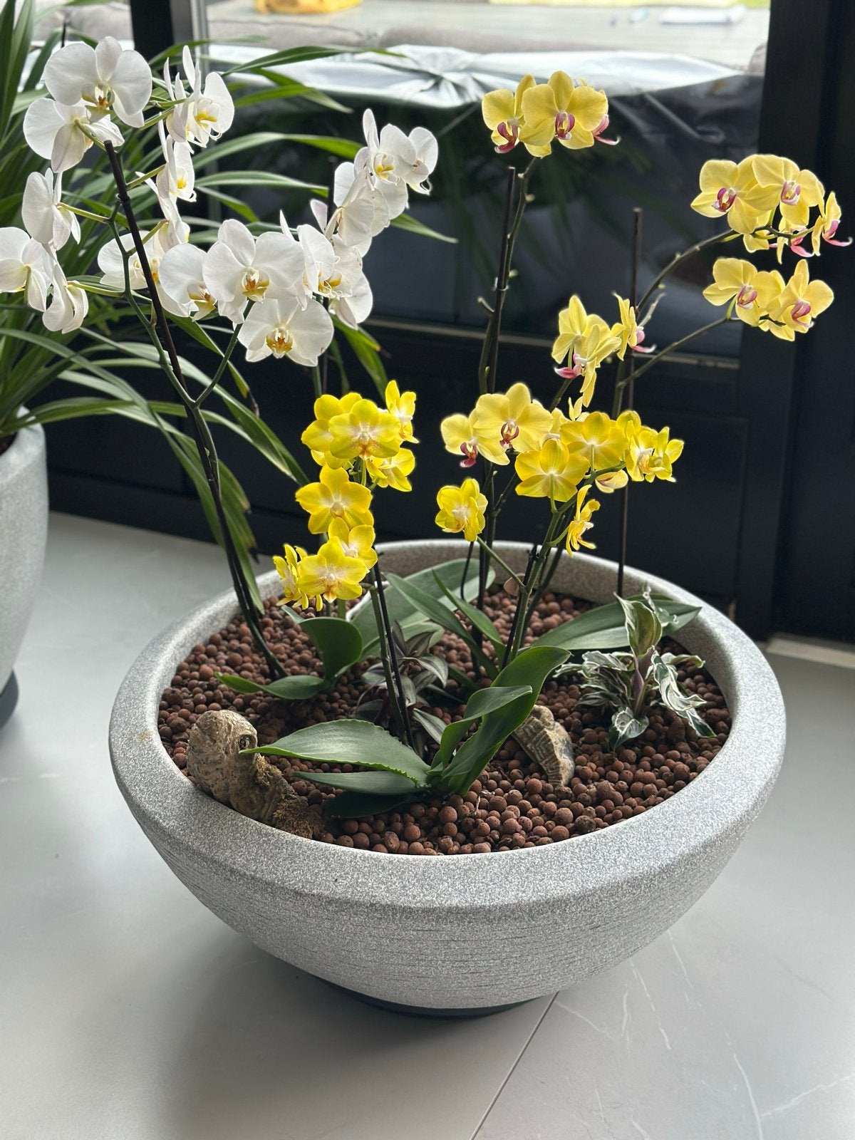 Prachtige Orchideeën in Pot - Diverse Kleuren, Huis en Inrichting, Ophalen, Overige soorten, Halfschaduw, In pot