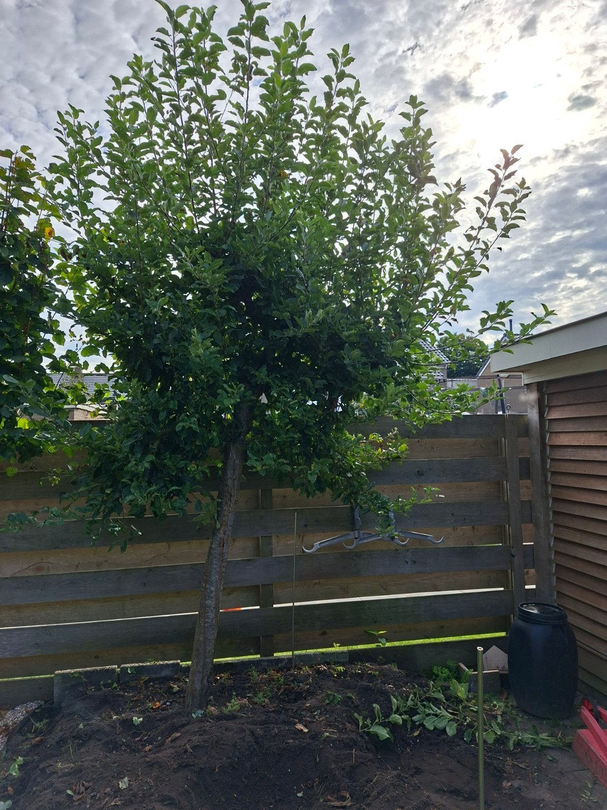 Elstar Appelboom - Stamdiameter 11 cm, Overige soorten, Lente, 250 tot 400 cm, Ophalen