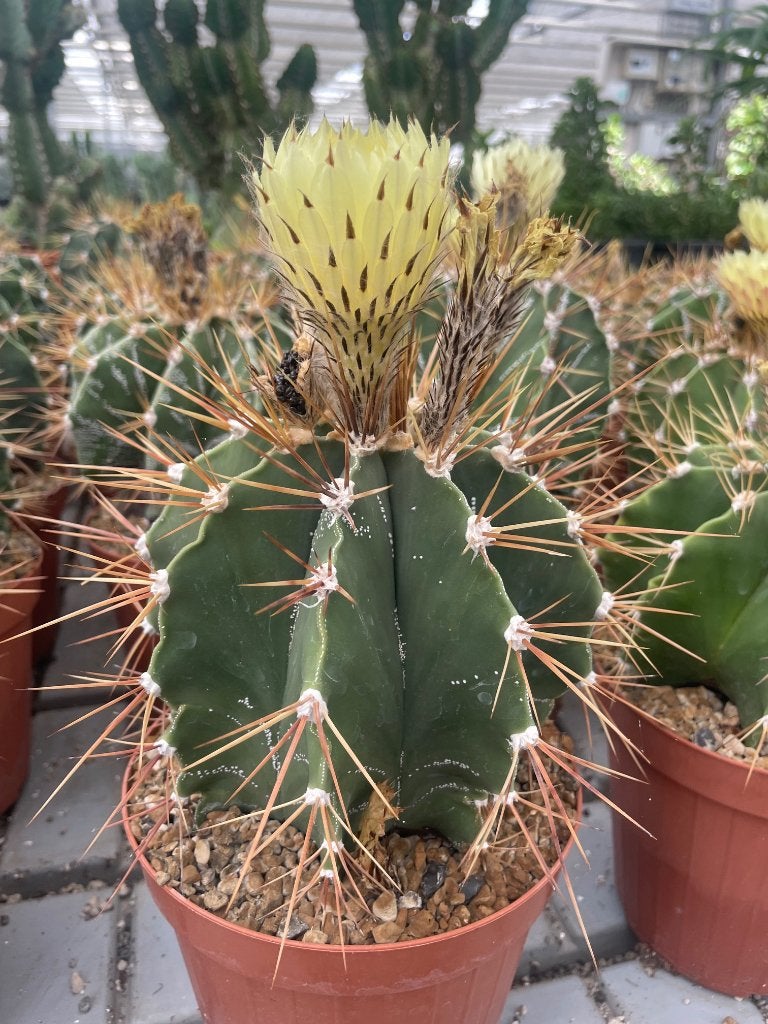 Cactus Astrophytum Ornatum in de 15cm pot., Ophalen of Verzenden, Minder dan 100 cm, Bloeiende kamerplant, Volle zon