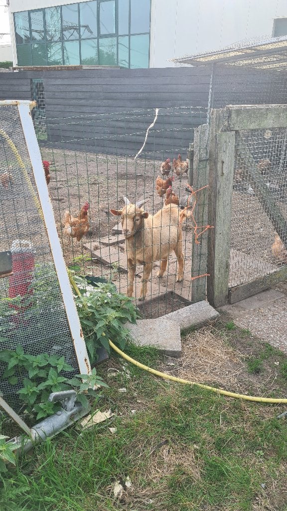 Lichtbruine camel dek bok, Dieren en Toebehoren, Mannelijk, Geit, 0 tot 2 jaar