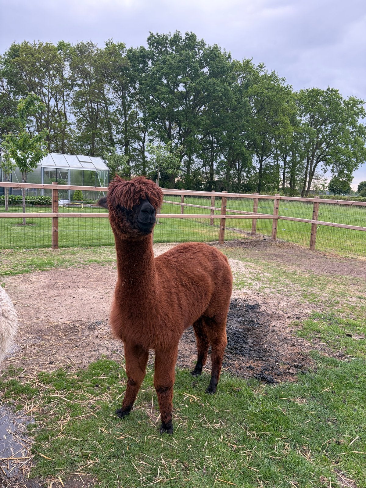 Merrie te koop!, Dieren en Toebehoren, Overige Dieren, Augustus, Vrouwelijk