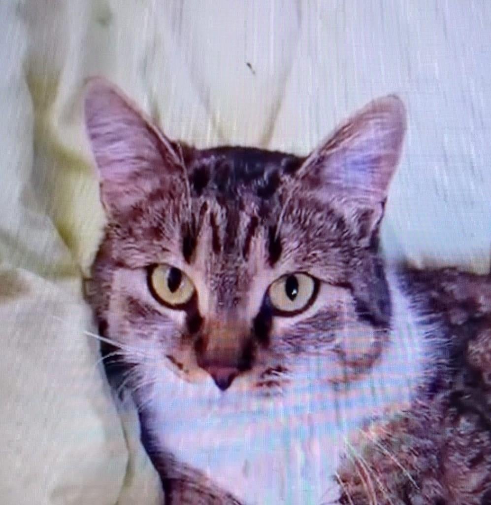 Mart – de kat die een huis weer thuis maakt, Dieren en Toebehoren, Katten en Kittens | Overige Katten, Kater, Kortharig, 0 tot 2 jaar