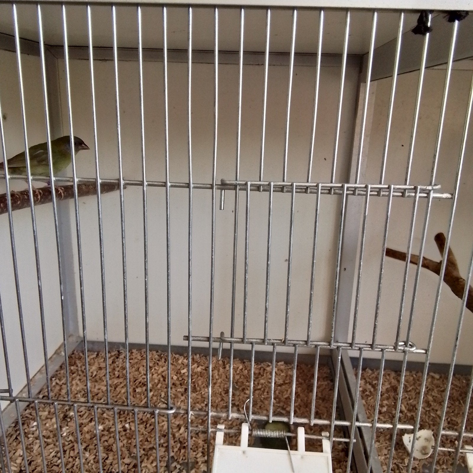 drie kleuren amedines, Dieren en Toebehoren, Mannelijk, Tropenvogel