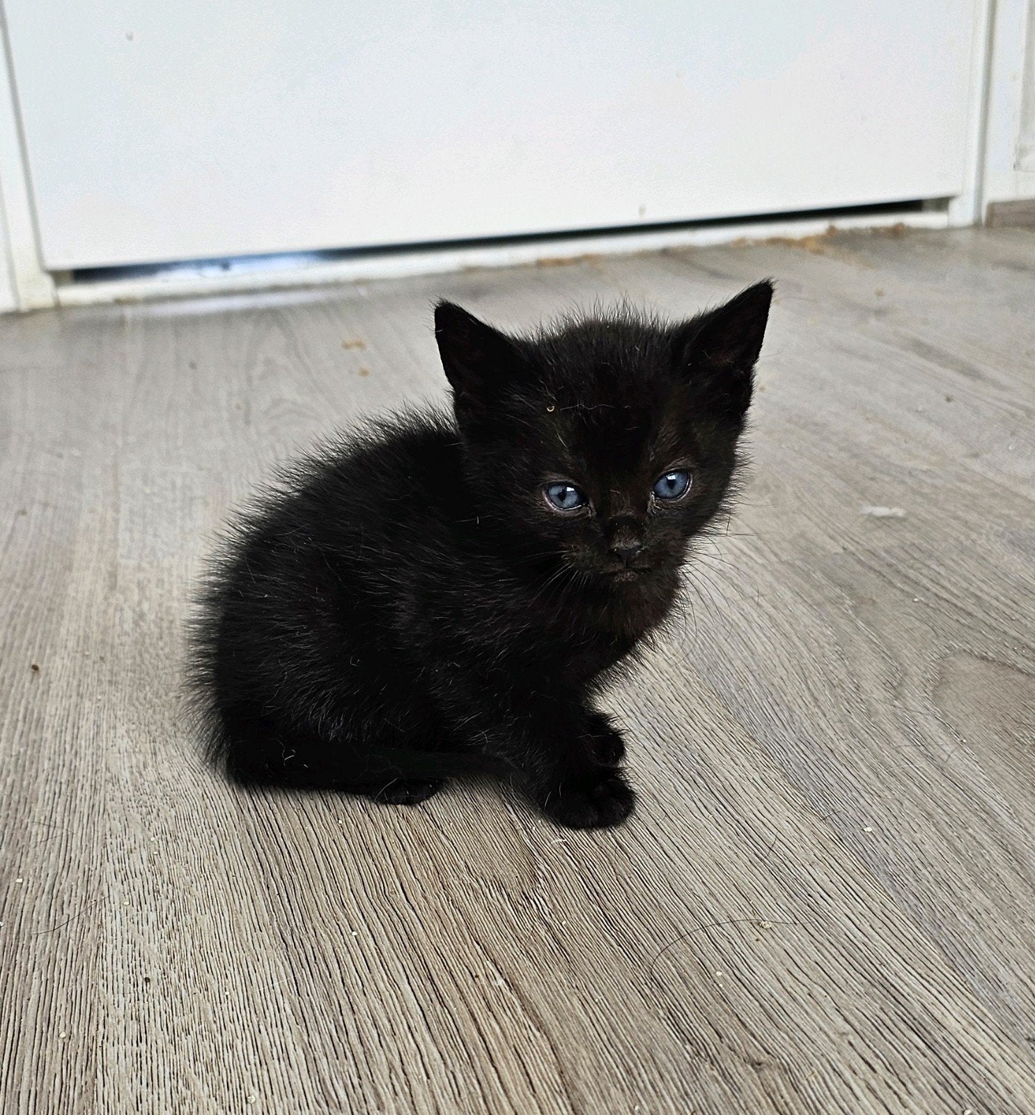 Super mooie kittens, Dieren en Toebehoren, Katten en Kittens | Overige Katten, Meerdere dieren, Kortharig, 0 tot 2 jaar