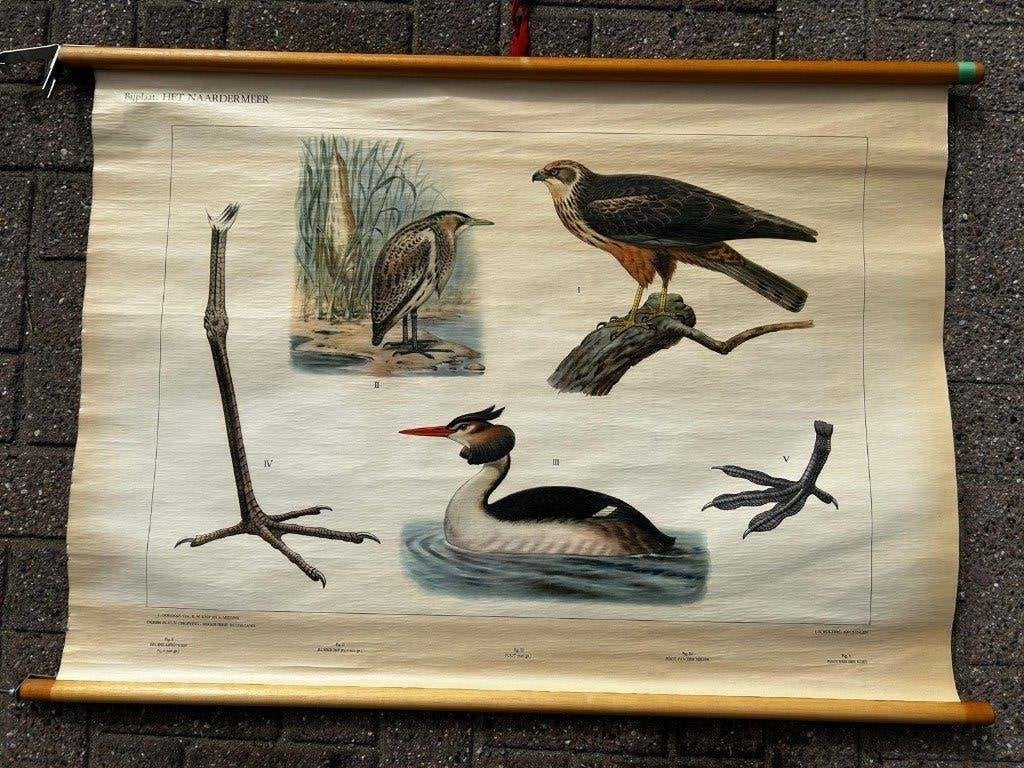 Bijplaat Het Naardermeer, Ophalen of Verzenden, Natuur en Biologie