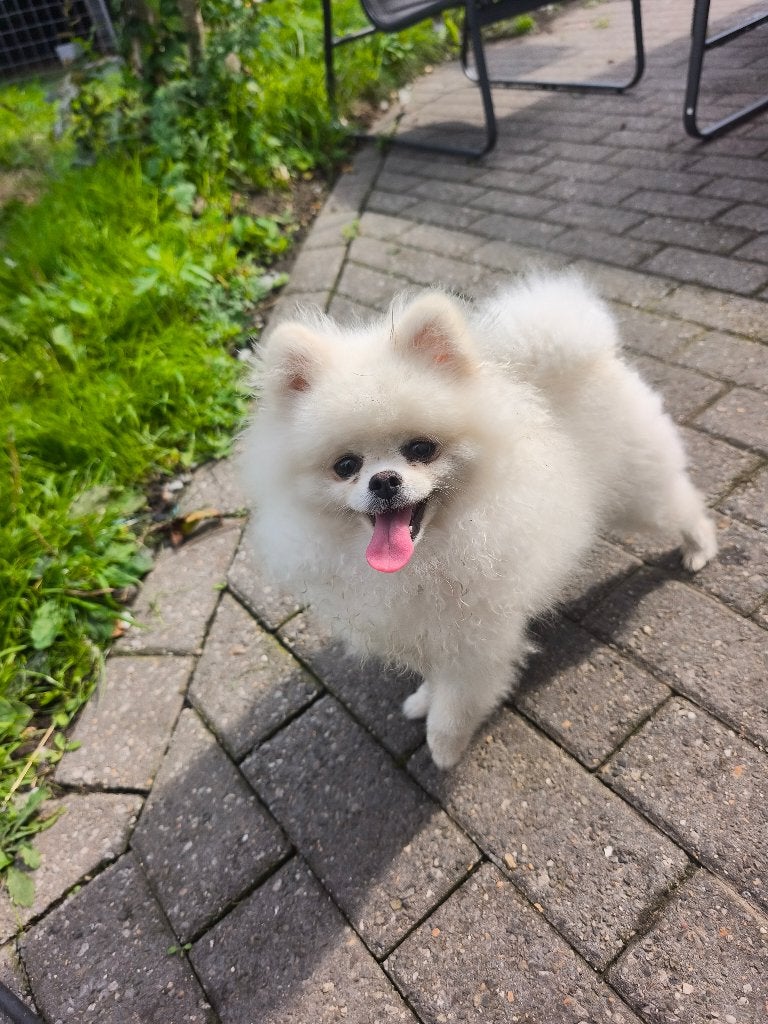 Pomeranian, Dieren en Toebehoren, Particulier, Keeshond, 15 weken tot 1 jaar, Reu