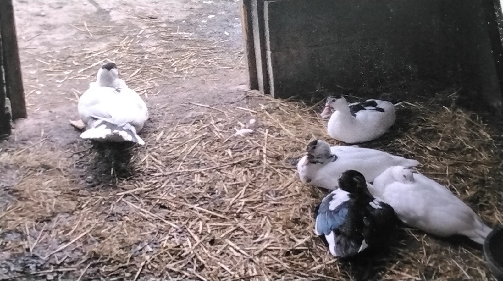 Tekoop kaapse eenden kuikens van mei volwassen, Dieren en Toebehoren, Meerdere dieren, Eend