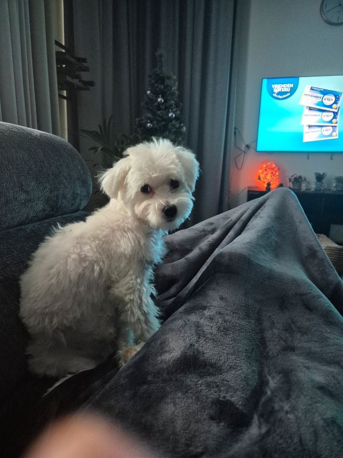 Maltezer reu, 1 jaar, Parvo, 1 tot 2 jaar, Eén hond, Nederland