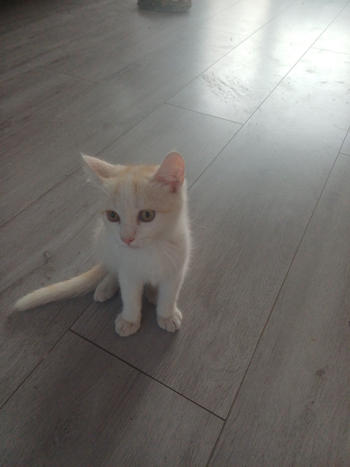 half dree maanden kittens baby, Dieren en Toebehoren, Poes, 0 tot 2 jaar