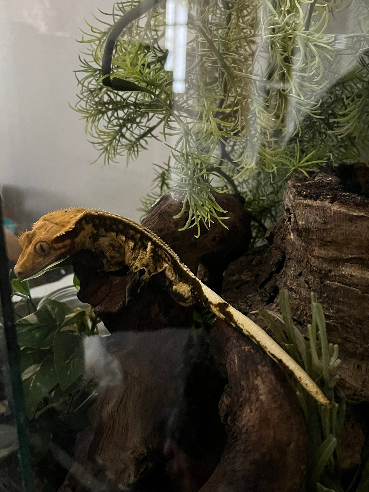 Wimpergekko inclusief terrarium, Dieren en Toebehoren, Hagedis, 0 tot 2 jaar