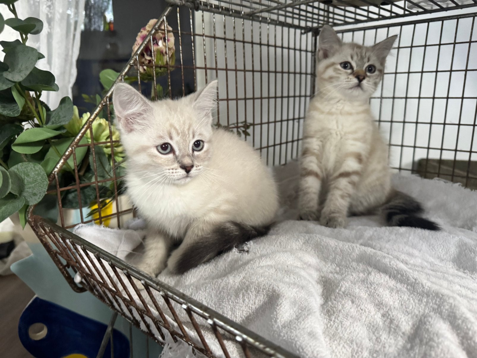 1/2  siberische boskat Kittens, Poes, Ontwormd