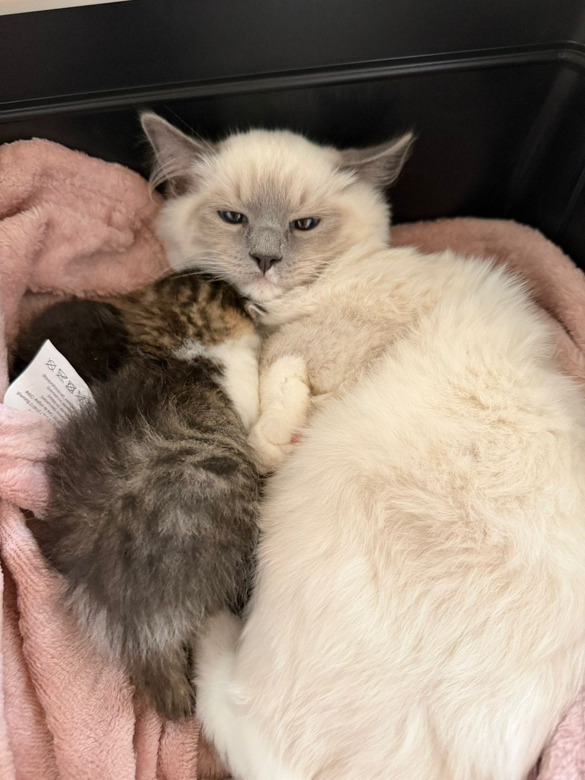 Ragdoll x europese korthaar kitten, Kater