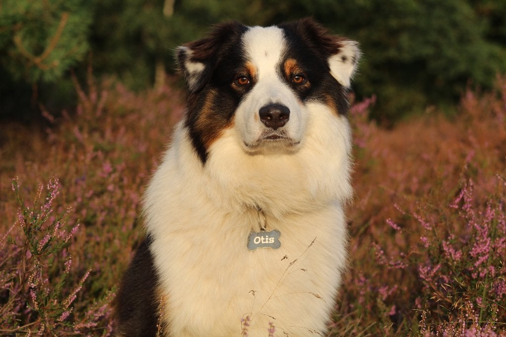 Australian Shepherd Black Tri Dekreu Getest Pups, Dieren en Toebehoren, Reu, Eén hond, CDV (hondenziekte), 3 tot 5 jaar