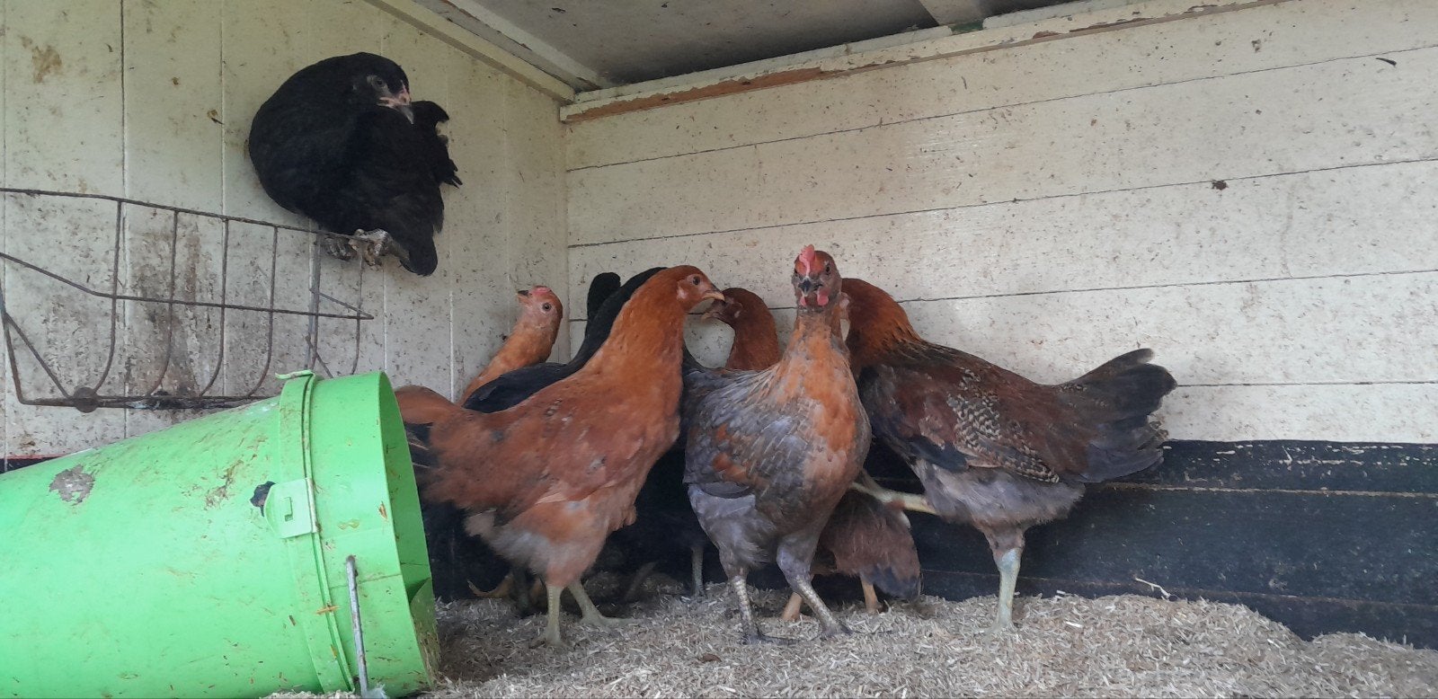 Jonge hennen, deels groene eierleggers, Dieren en Toebehoren, Vrouwelijk, Kip