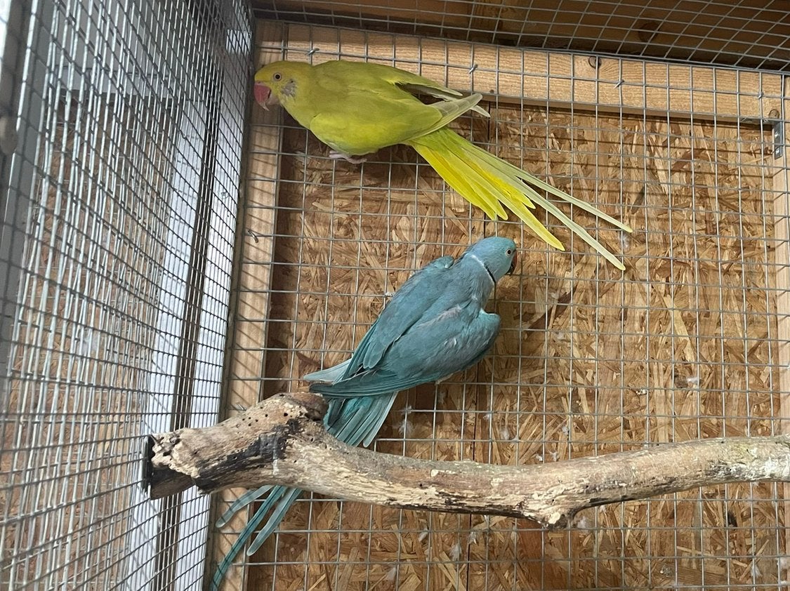Te koop Broedkoppel Halsbandparkiet, Meerdere dieren, Parkiet, Geringd