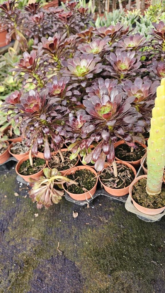 Diverse vetplanten - Makkelijk te verzorgen en decoratief, Tuin en Terras, Overige soorten, Volle zon, Vaste plant, Ophalen of Verzenden