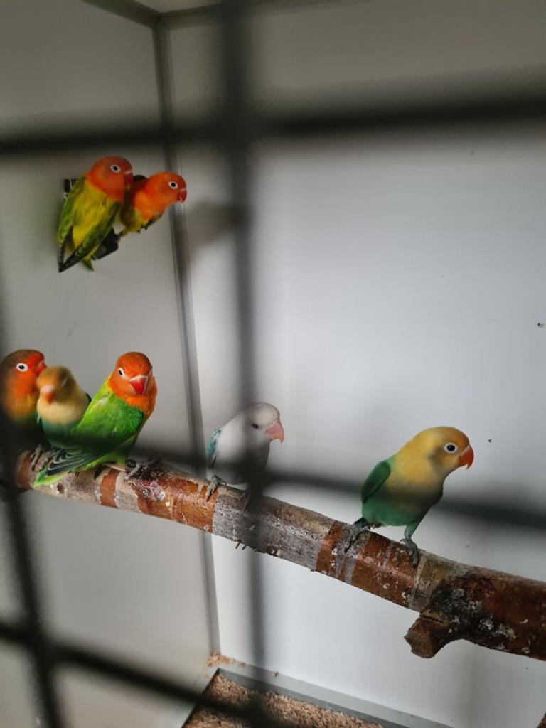 9 verschillende mutaties fischeries, Dieren en Toebehoren, Meerdere dieren, Dwergpapegaai of Agapornis