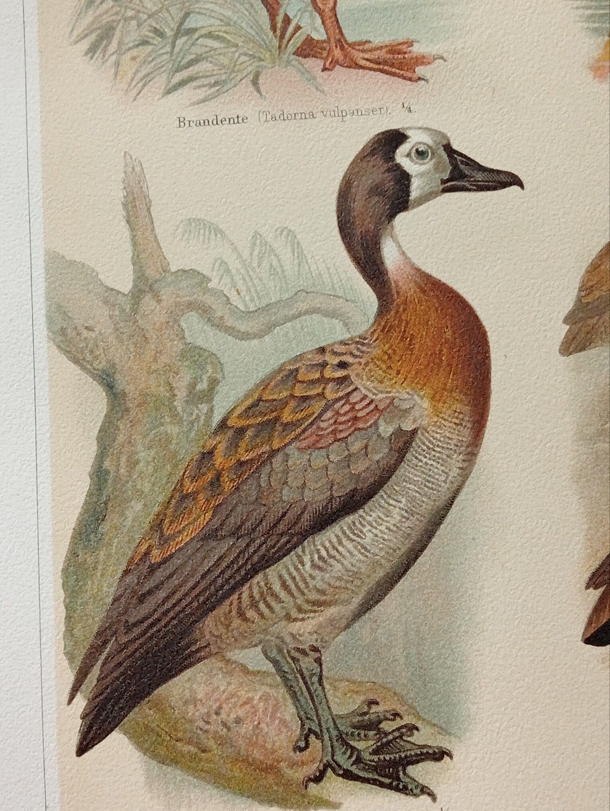Lithografie Eenden uit 1895, Ophalen of Verzenden, Voor 1940, Gebruikt, Overige onderwerpen