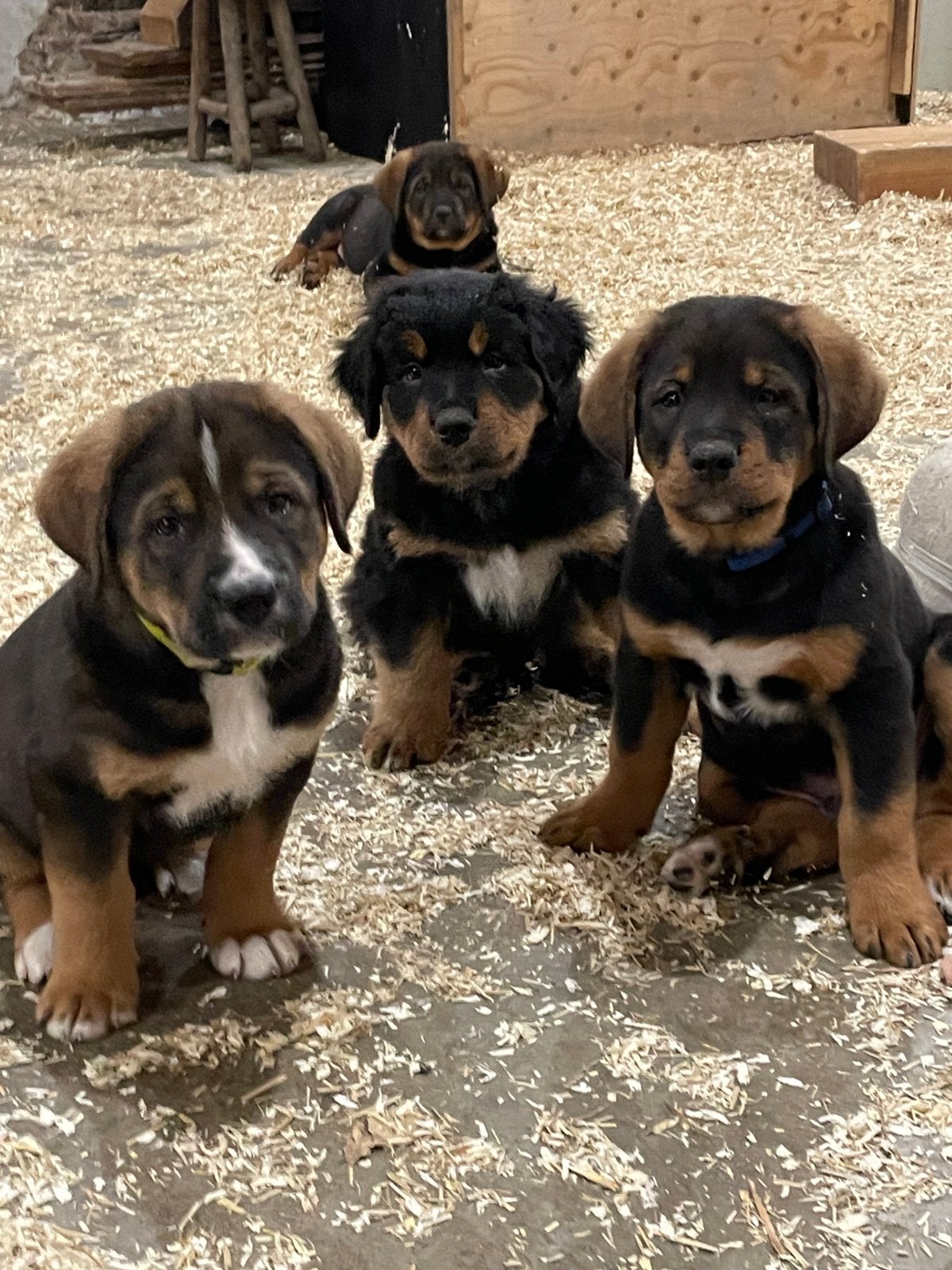 Bernersennen x hollandse herder pups., 8 tot 15 weken, Groot, Meerdere, Meerdere dieren