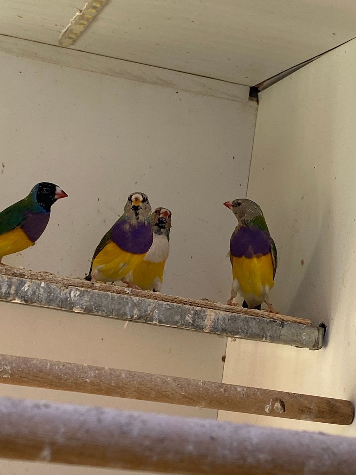 4 jonge gouldamadines van vorig seizoen man, Mannelijk