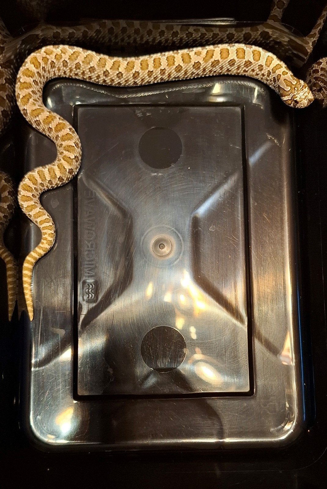 Haakneusslang baby, heterodon nasiscus, hognose. Wildkleur. Hognose Snake photo 2