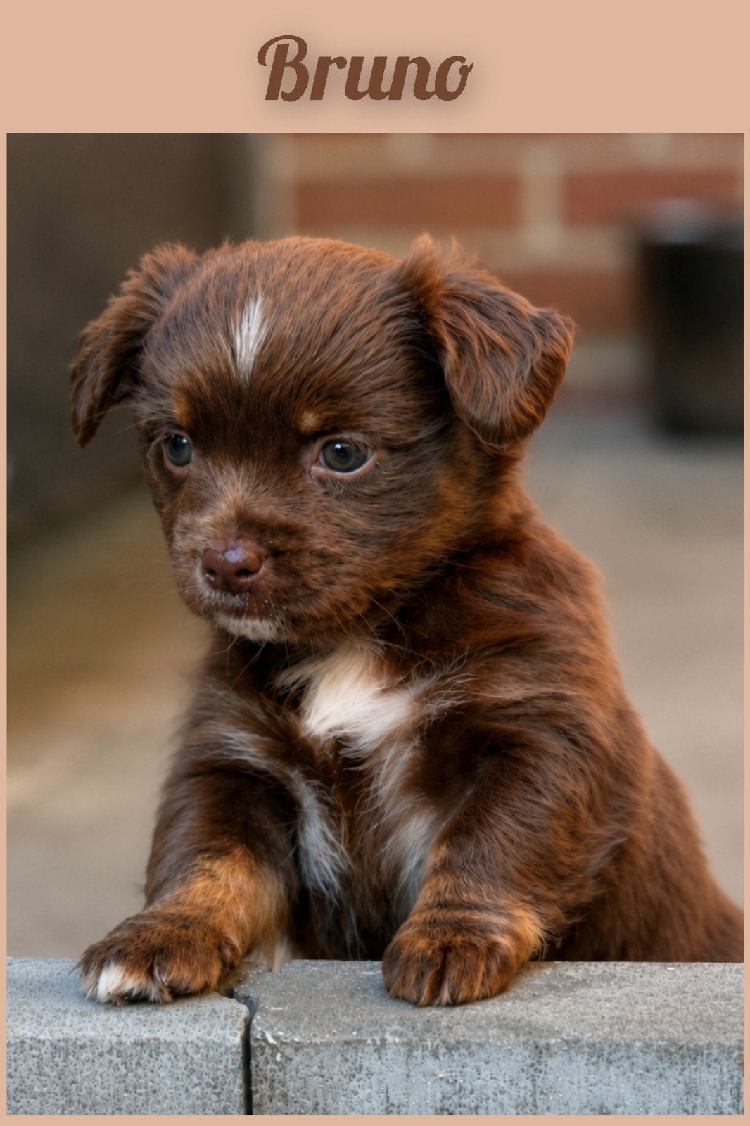 kruising chihuahua/jack russel puppy, Parvo, Reu, 8 tot 15 weken, Eén hond