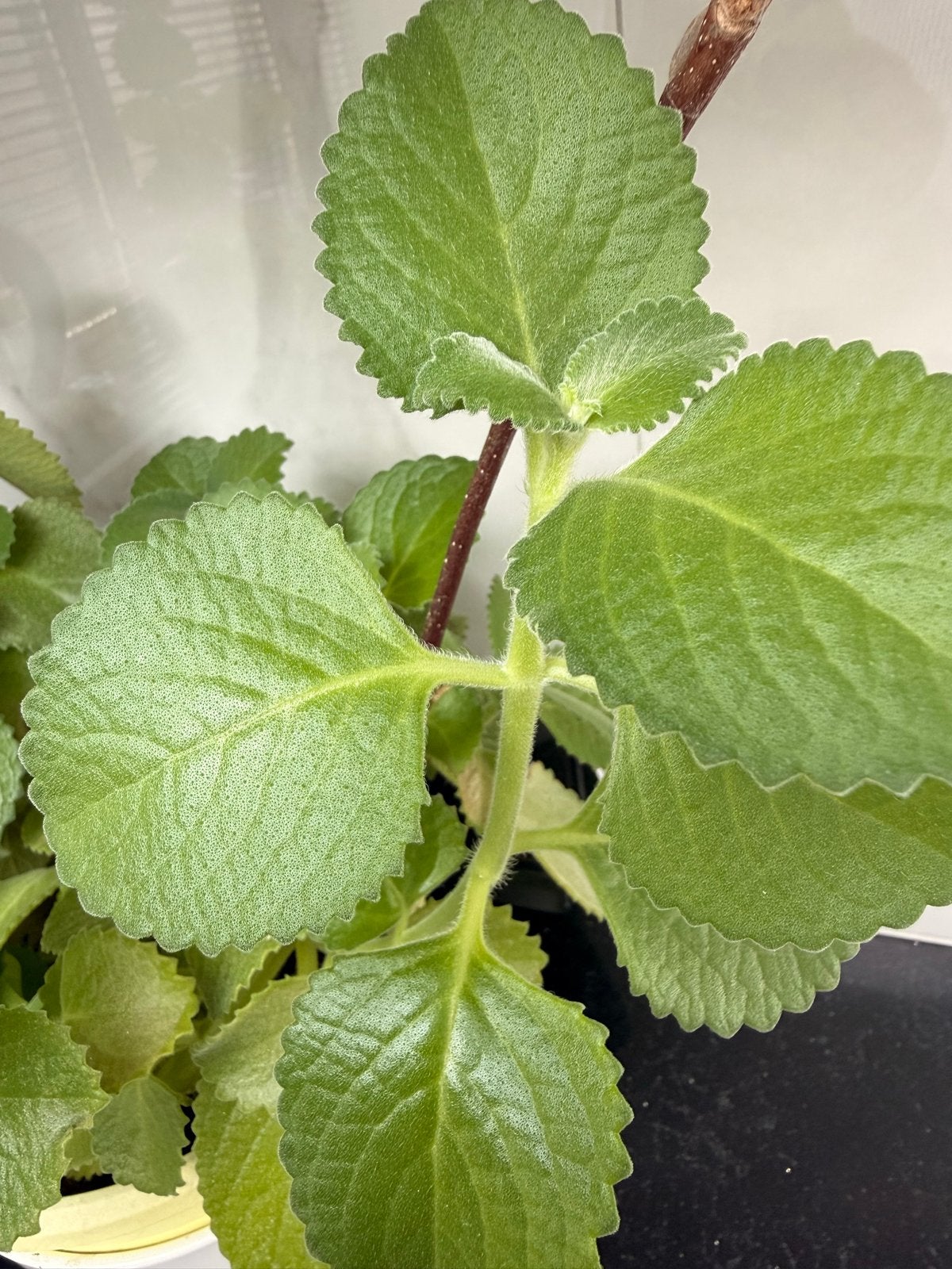Indische oregano/ cuban oregano 3stekken per pot, Ophalen, Vaste plant, Bloeit niet, Halfschaduw