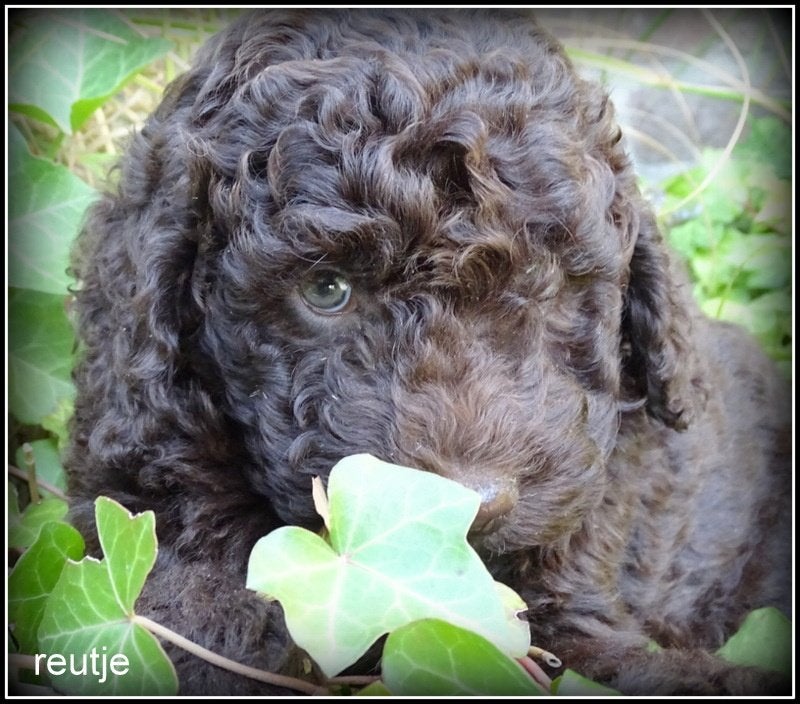 Labradoodle mini +/- 40 cm chocolade bruin, Dieren en Toebehoren, Honden | Retrievers, Spaniëls en Waterhonden, Nederland, Parvo