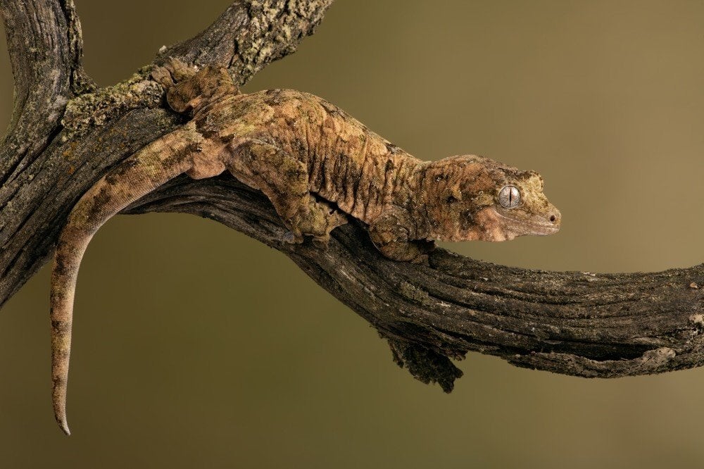 Chahoua Mniarogekko chahoua/Rhacodactylus chahoua GEZOCHT, Dieren en Toebehoren, Hagedis, Tam, 0 tot 2 jaar
