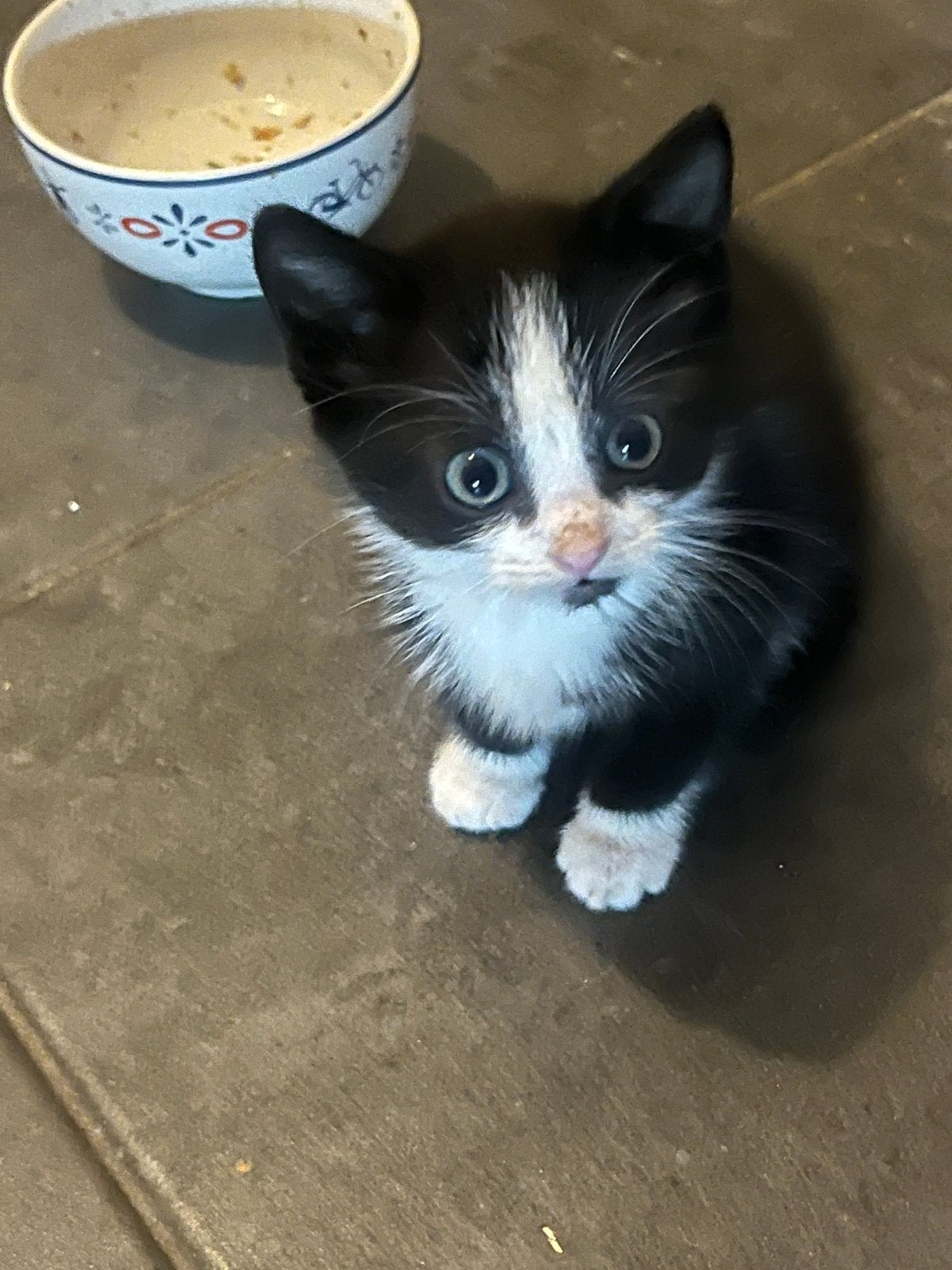 Kittens, Dieren en Toebehoren, Meerdere dieren