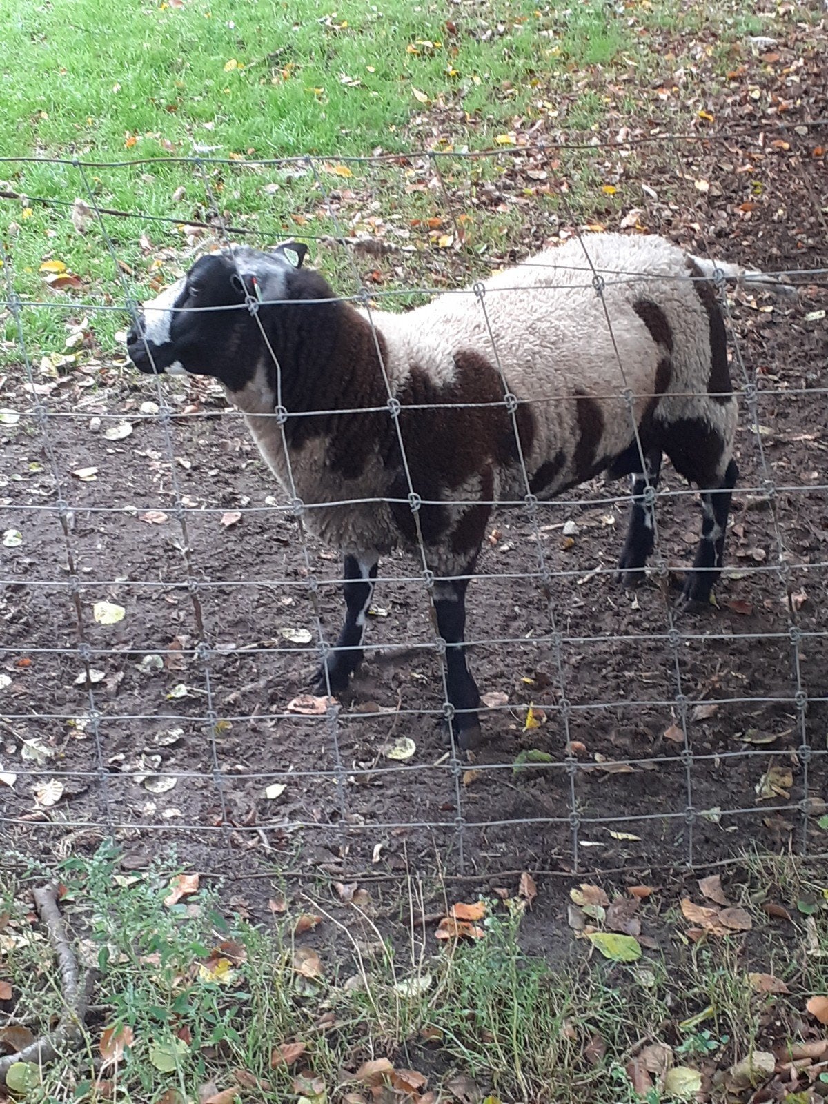 Bonte Schapenbok, Dieren en Toebehoren, Mannelijk, Schaap