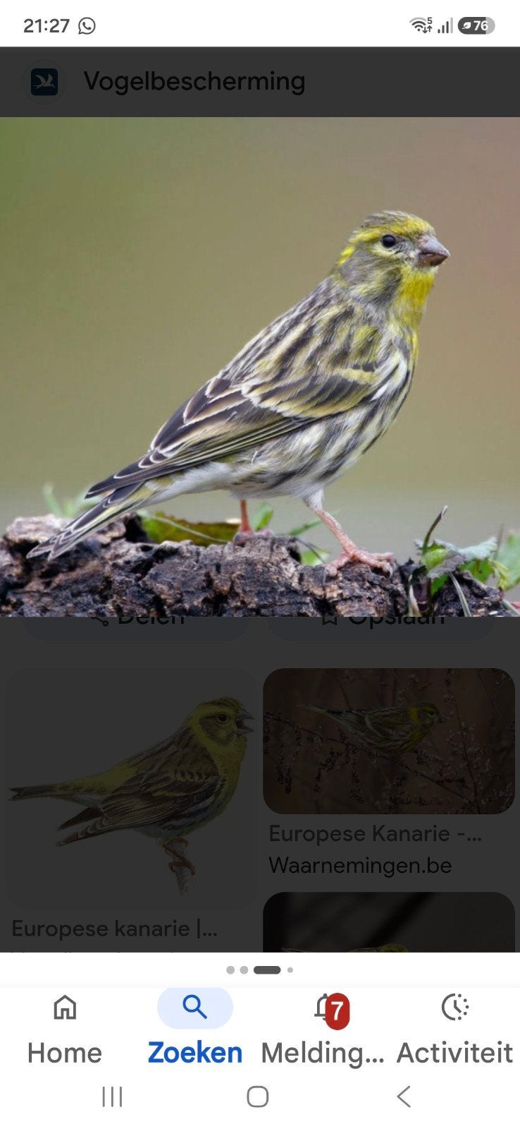 GEZOCHT: Europese kanaries, Dieren en Toebehoren, Vogels | Kanaries, Meerdere dieren, Kleurkanarie
