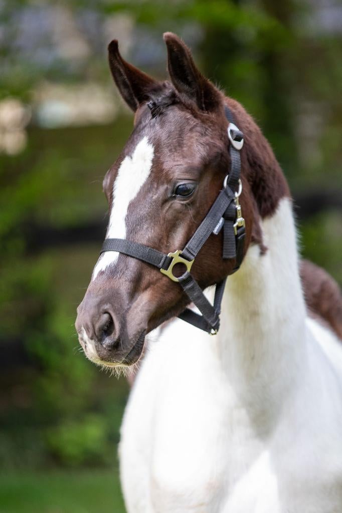 PAARDENPLEZIER IN EDE!  lease /rijles