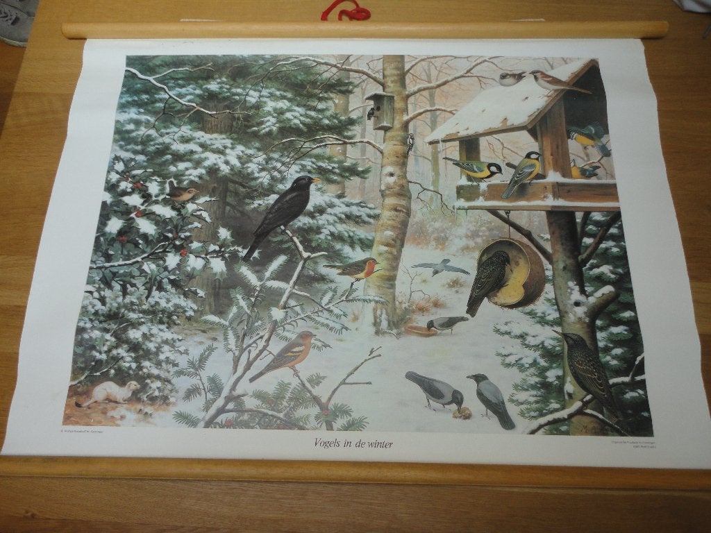 schoolplaat No 6 vogels in de winter, Ophalen of Verzenden, Natuur en Biologie