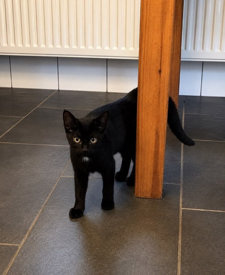 Leuke kitten te koop, Poes, 0 tot 2 jaar