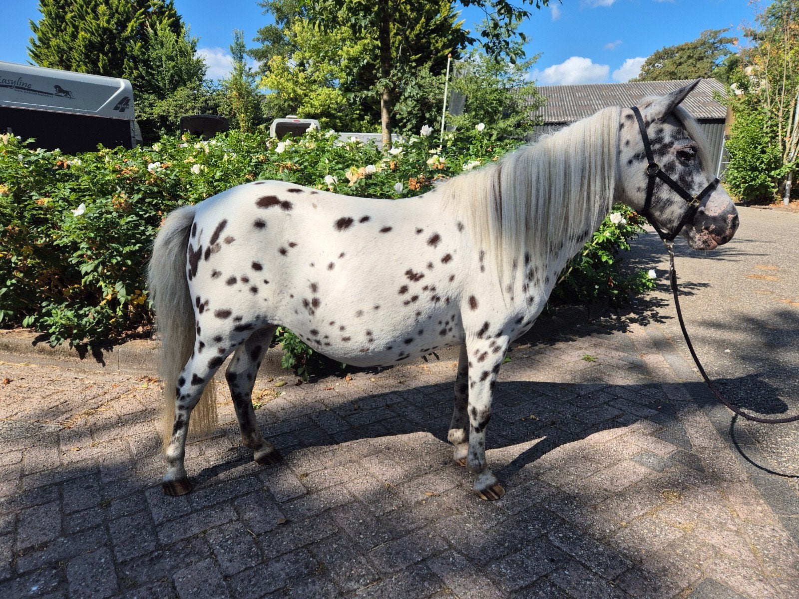 Appaloosa merries, appaloosa ruin, zilverappel ruin, Met stamboom, Ruin, Zadelmak, A pony (tot 1.17m)